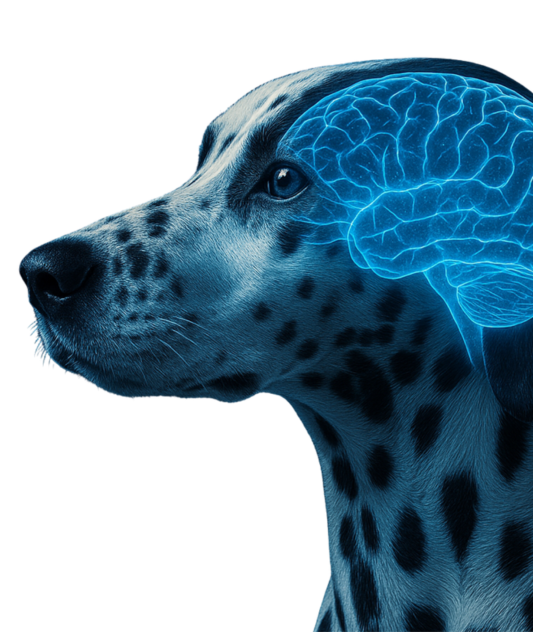 Neurología Veterinaria